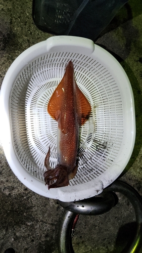 イカの釣果