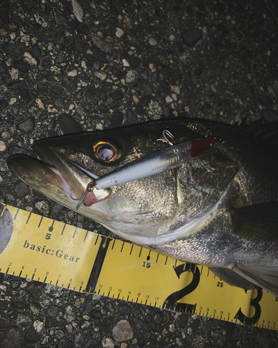 シーバスの釣果