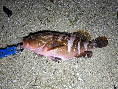 キジハタの釣果