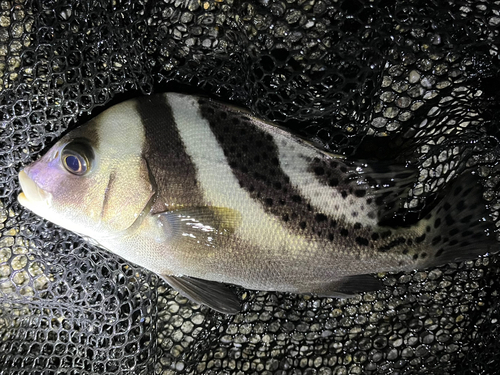 コショウダイの釣果