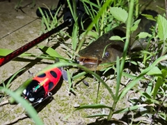 ナマズの釣果