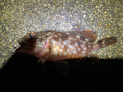 カサゴの釣果