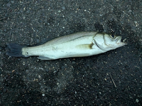 セイゴ（マルスズキ）の釣果