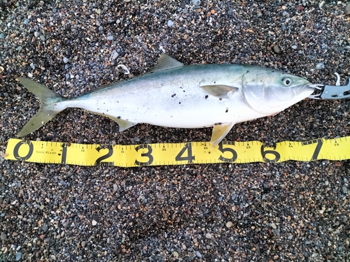 イナダの釣果