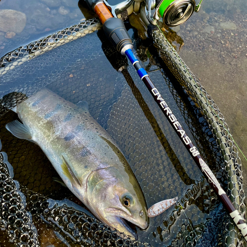 ヤマメの釣果