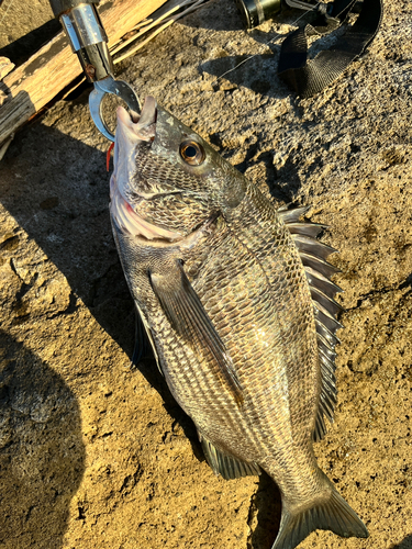 チヌの釣果