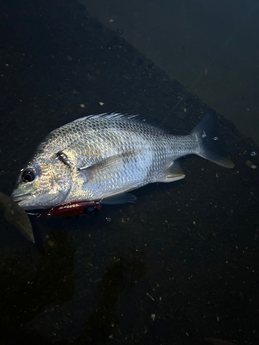 キビレの釣果