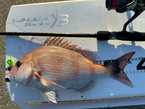 マダイの釣果