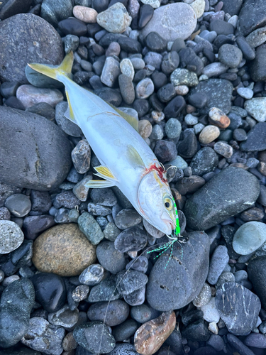 ワカシの釣果