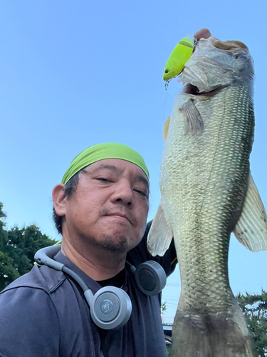 ラージマウスバスの釣果