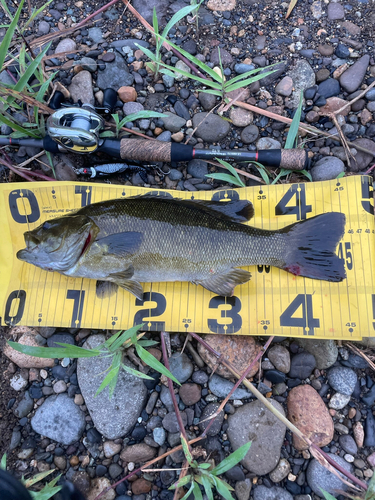 スモールマウスバスの釣果