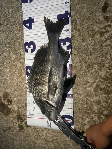 チヌの釣果