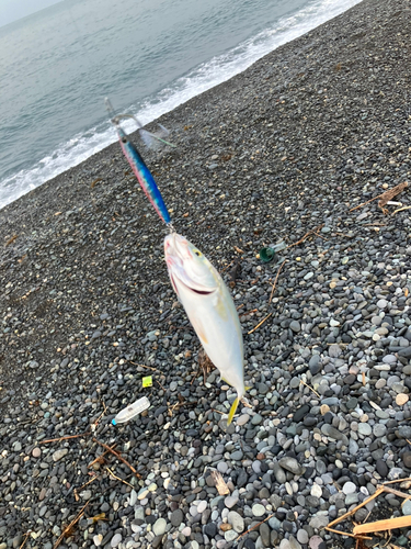 ワカシの釣果