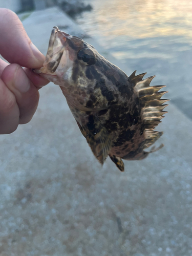 タケノコメバルの釣果