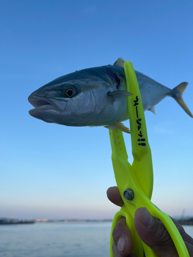 ツバスの釣果