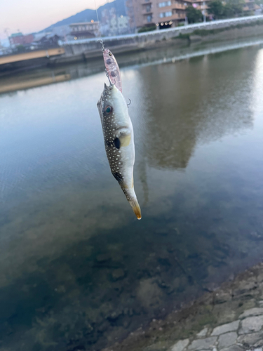 フグの釣果