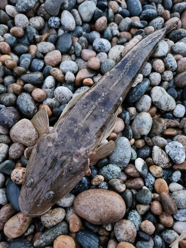 マゴチの釣果