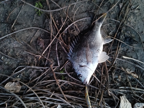 キビレの釣果