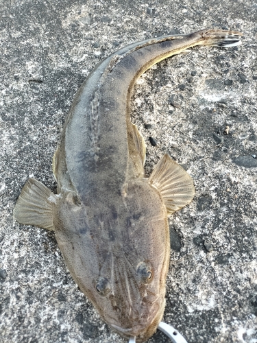 マゴチの釣果