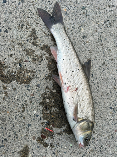 ウグイの釣果