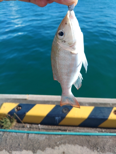 ムルーの釣果