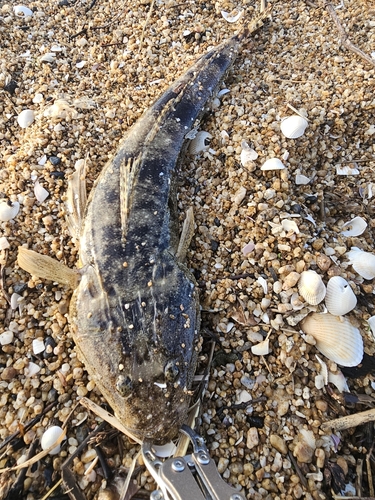 マゴチの釣果