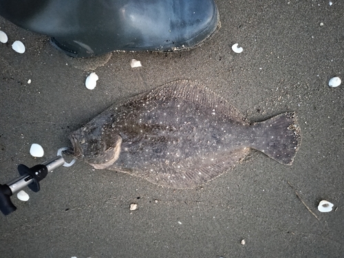 ヒラメの釣果