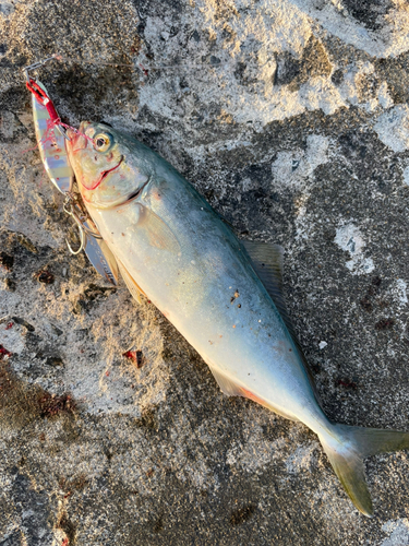 ワカシの釣果