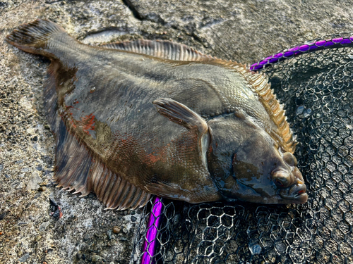 カレイの釣果