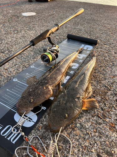 マゴチの釣果