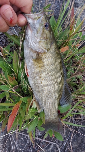 スモールマウスバスの釣果