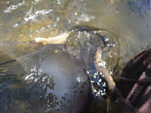 アユの釣果