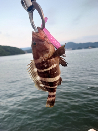 チャイロマルハタの釣果