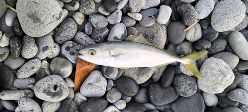 ワカシの釣果