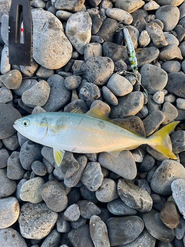 ワカシの釣果