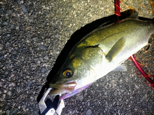 シーバスの釣果