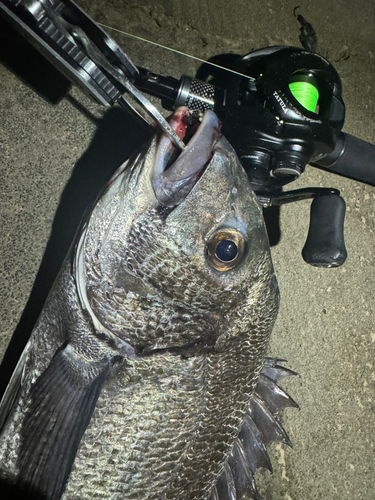 クロダイの釣果