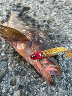 アコウの釣果