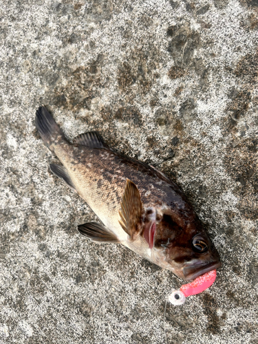 クロソイの釣果