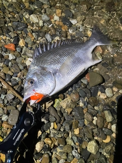 キビレの釣果