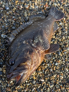 ムラソイの釣果