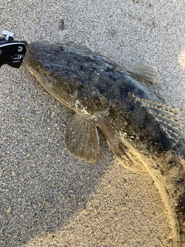 マゴチの釣果