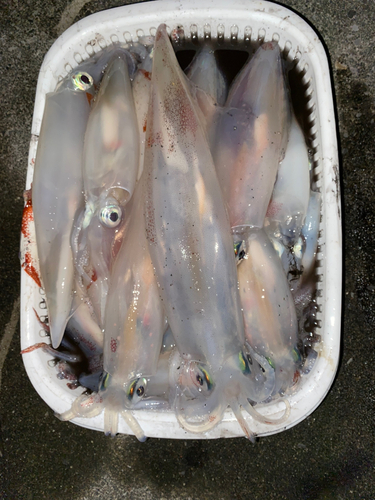 ケンサキイカの釣果