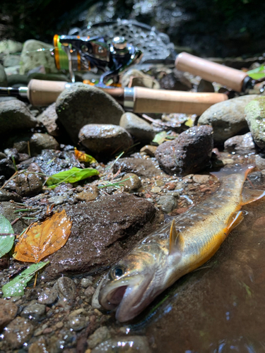 ニッコウイワナの釣果