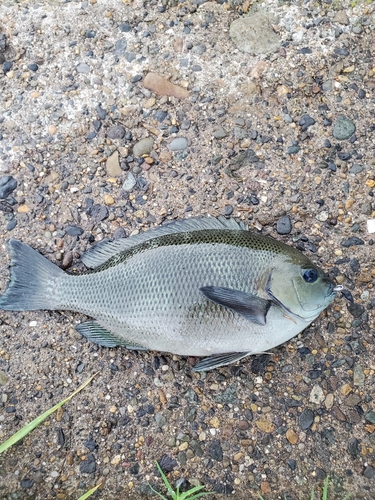 メジナの釣果