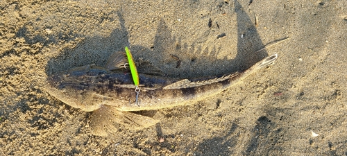 マゴチの釣果