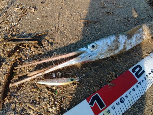 ダツの釣果