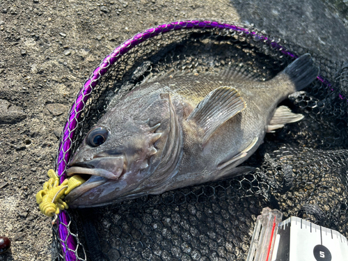 クロソイの釣果