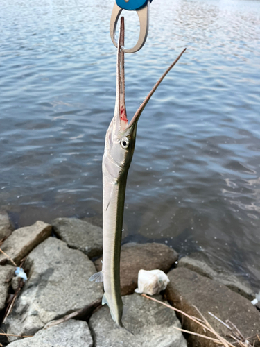 ダツの釣果