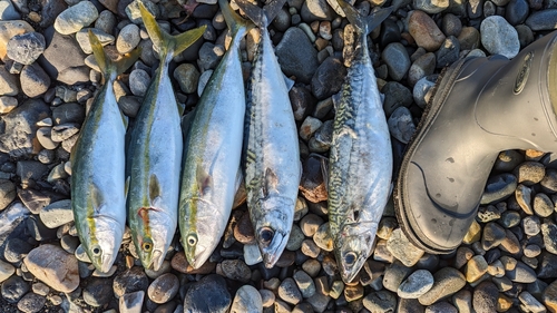 サバの釣果